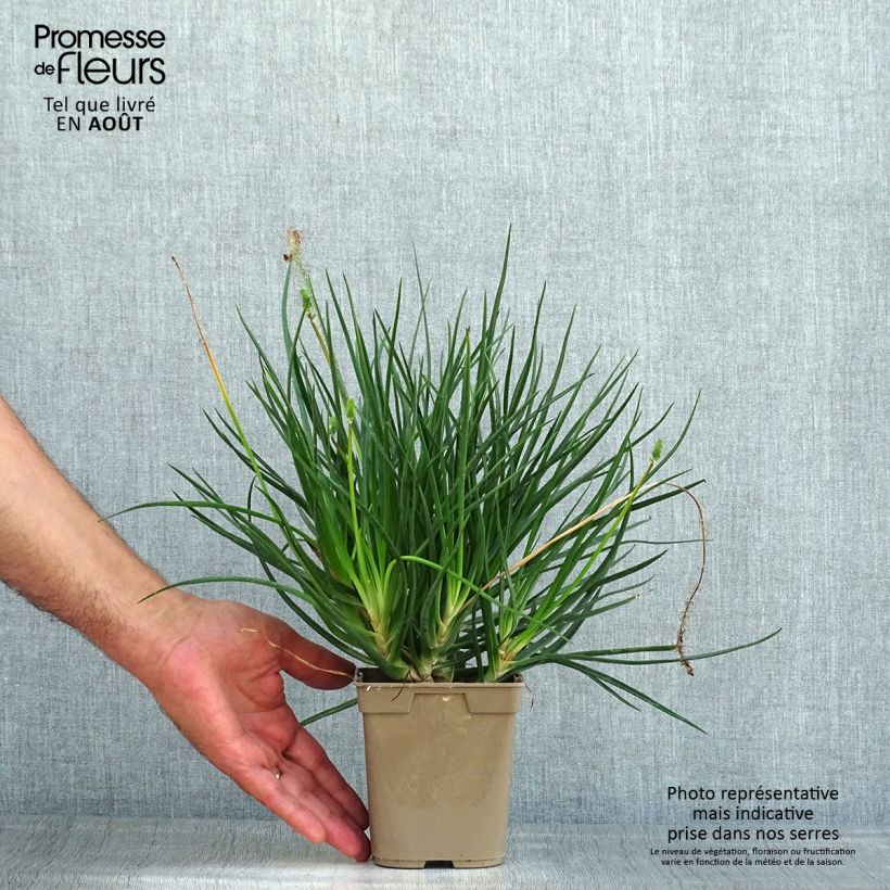Bulbine frutescens Hallmarck 1L/1.5L pot sample as delivered in summer