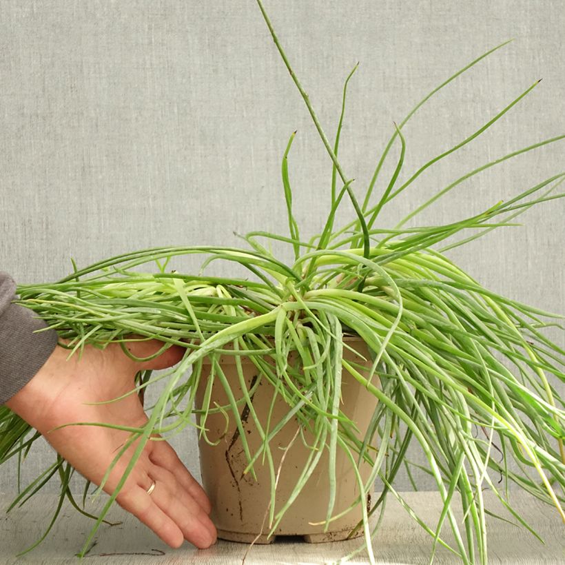 Bulbine frutescens Medicus 3L/4L pot sample as delivered in summer