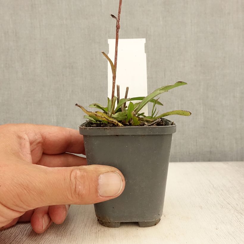 Buphthalmum salicifolium Dora 8/9 cm pot sample as delivered in summer