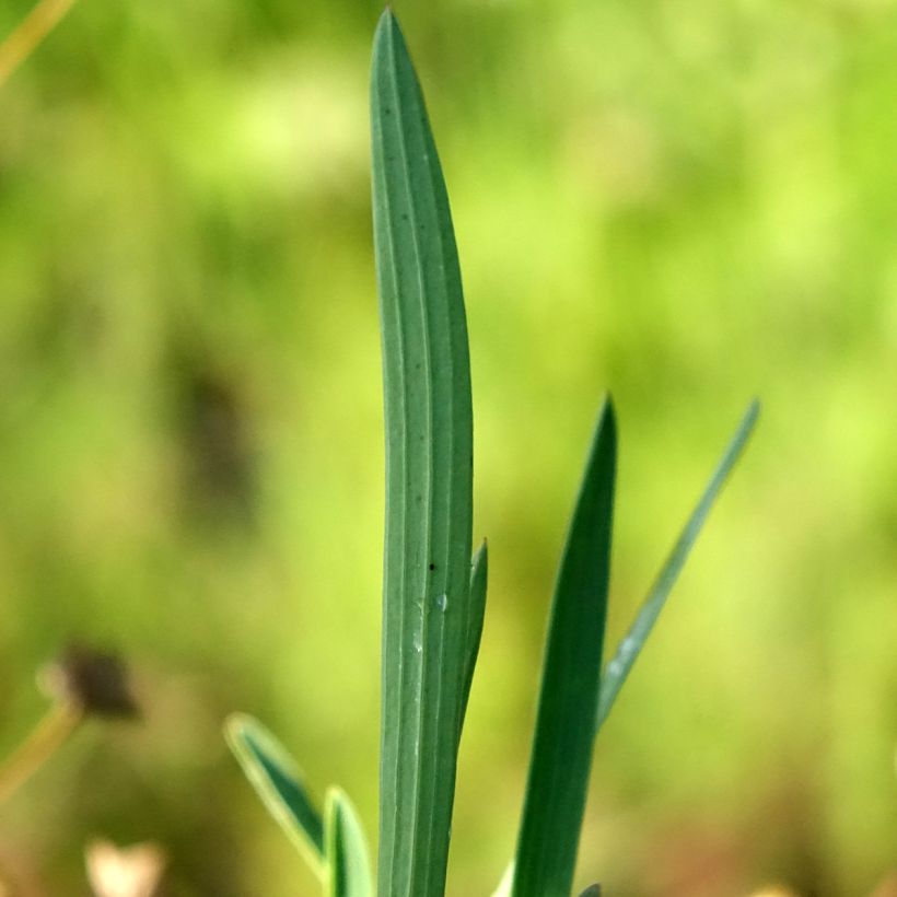Bupleurum falcatum (Foliage)