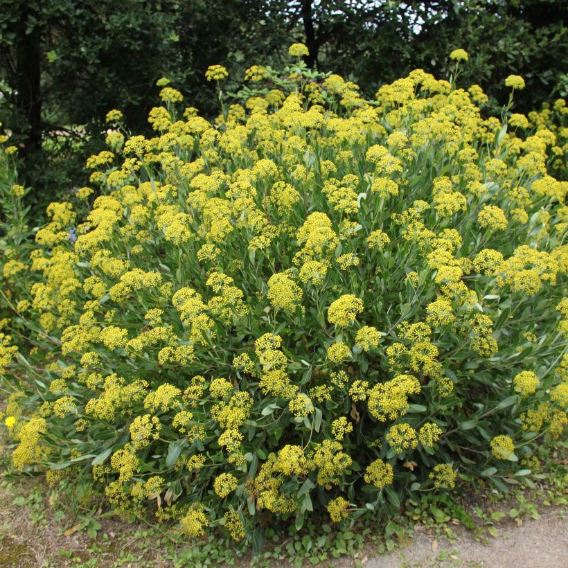 Bupleurum fruticosum (Plant habit)