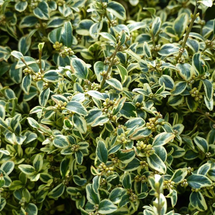 Buxus sempervirens Elegans - Boxwood (Foliage)