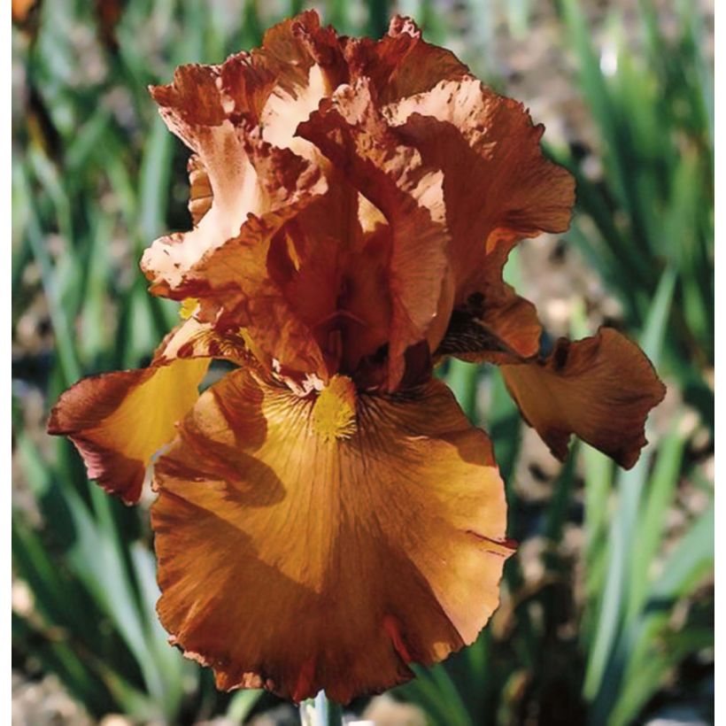 Iris germanica Cable Car - Bearded Iris (Flowering)