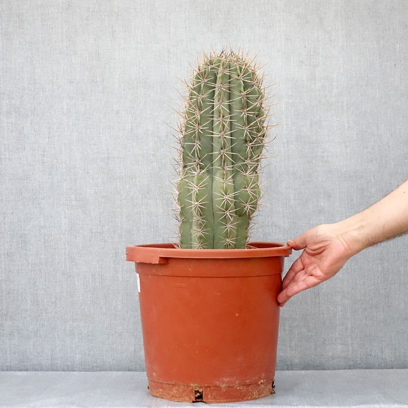 Echinopsis atacamensis subsp. pasacana - Columnar cactus 7.5L/10L pot sample as delivered in spring