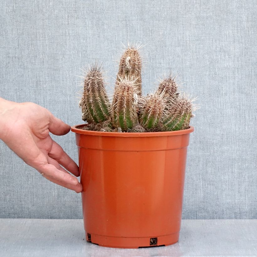 Lobivia cardenasiana - Cactus 4L/5L pot sample as delivered in spring