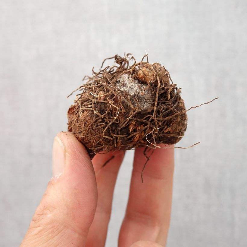 Caladium Aaron - Angel Wings Bulb size I sample as delivered in spring