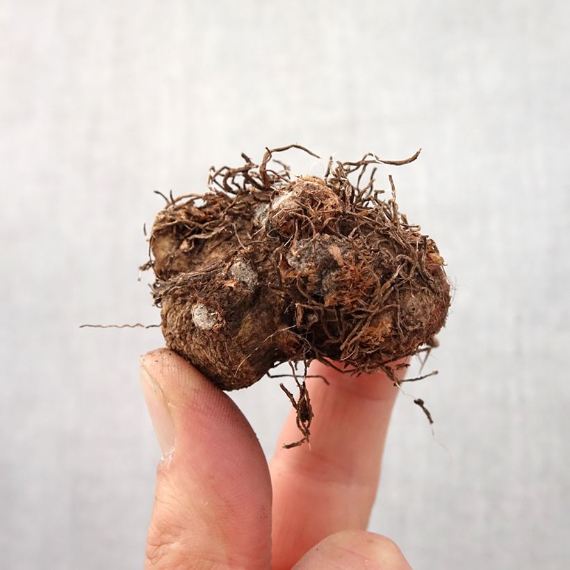 Caladium bicolor Candidum - Angel Wings Bulb size I sample as delivered in spring