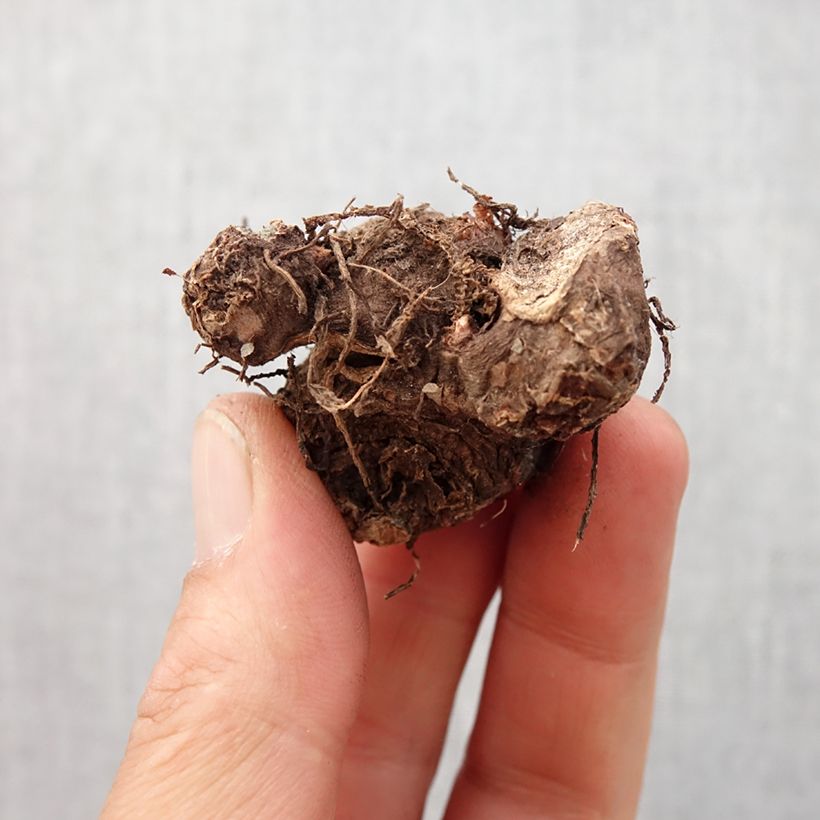 Caladium Red Flash - Angel Wings Bulb size I sample as delivered in spring