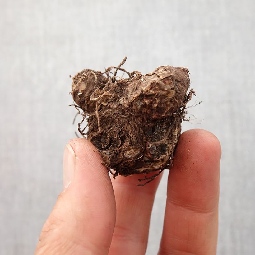 Caladium Rosebud - Angel Wings Bulb size I sample as delivered in spring