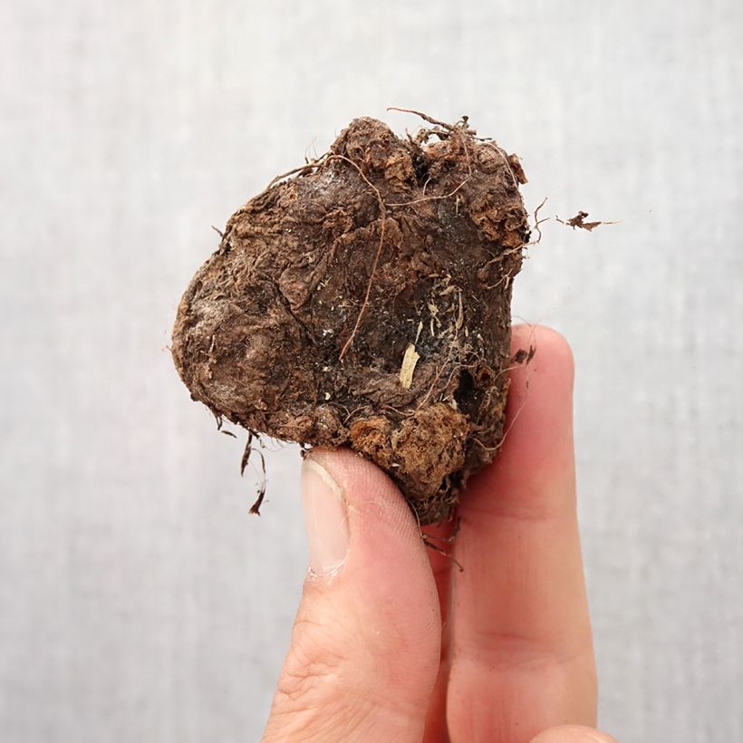 Caladium White Christmas - Angel Wings Bulb size 4+ sample as delivered in spring