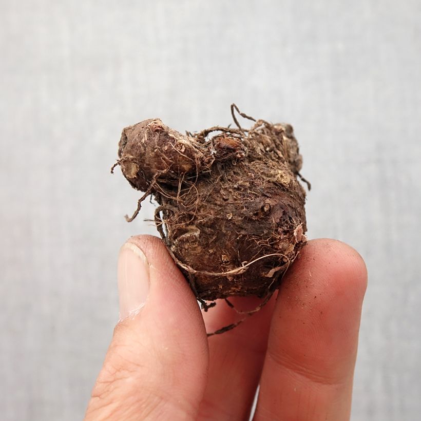 Caladium White Queen - Angel Wings Bulb size 4+ sample as delivered in spring