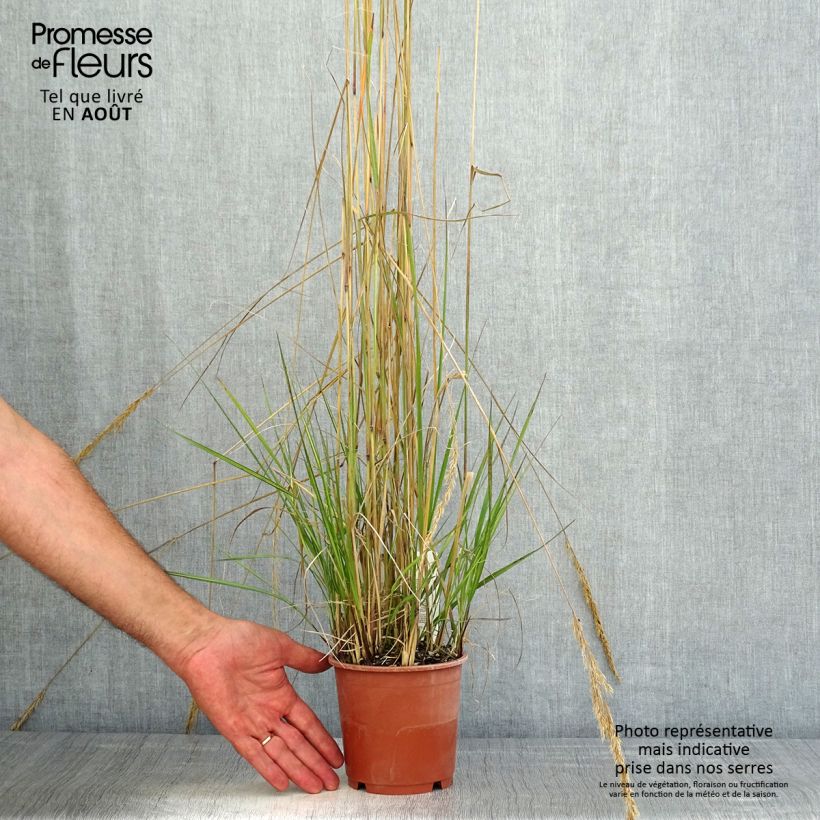 Calamagrostis acutiflora Avalanche - Feather Reed Grass 1L/1.5L pot sample as delivered in summer
