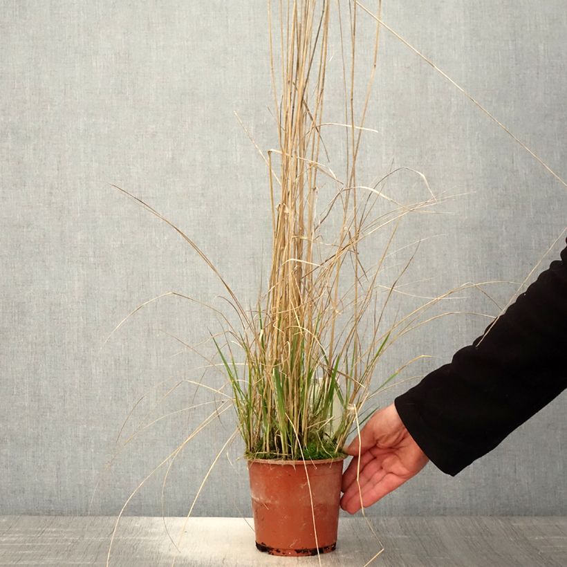 Calamagrostis acutiflora Avalanche - Feather Reed Grass sample as delivered in spring