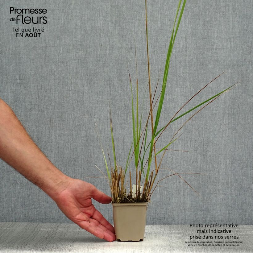 Calamagrostis acutiflora Avalanche - Feather Reed Grass 8/9 cm pot sample as delivered in summer