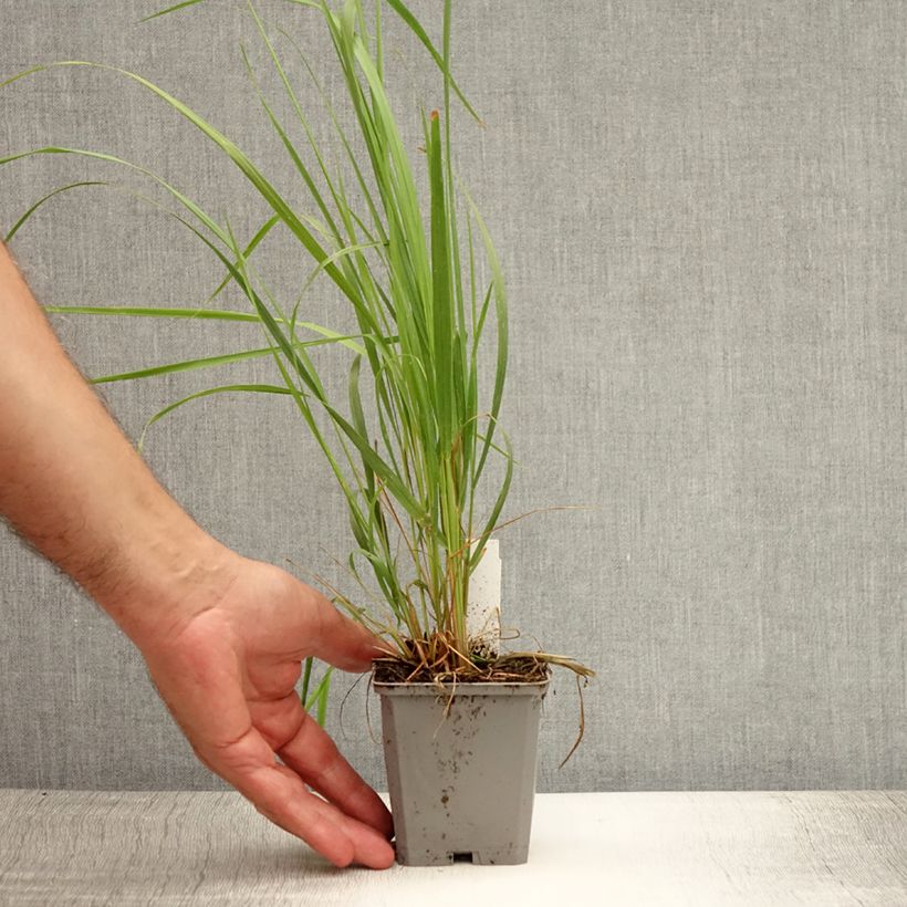 Calamagrostis acutiflora Karl Foerster - Feather Reed Grass 8/9 cm pot sample as delivered in summer