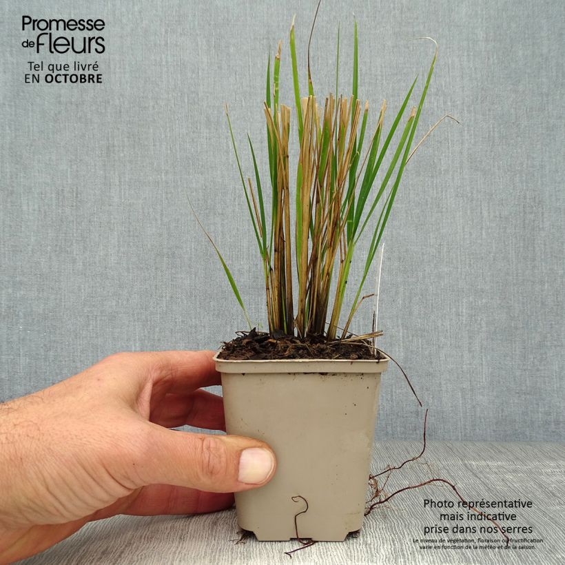 Calamagrostis acutiflora Waldenbuch - Feather Reed Grass 8/9 cm pot sample as delivered in autumn
