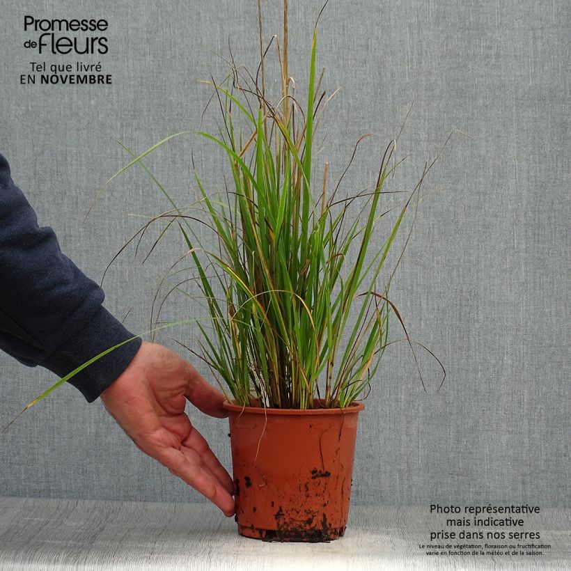 Calamagrostis acutiflora Waldenbuch - Feather Reed Grass 1L/1.5L pot sample as delivered in autumn