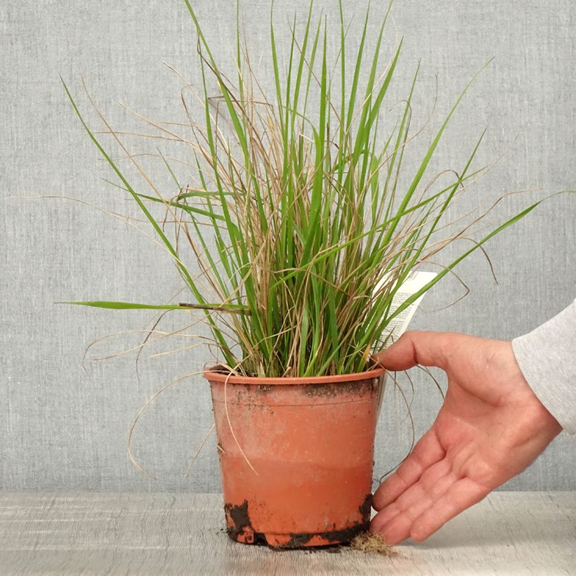 Calamagrostis acutiflora Waldenbuch - Feather Reed Grass sample as delivered in spring