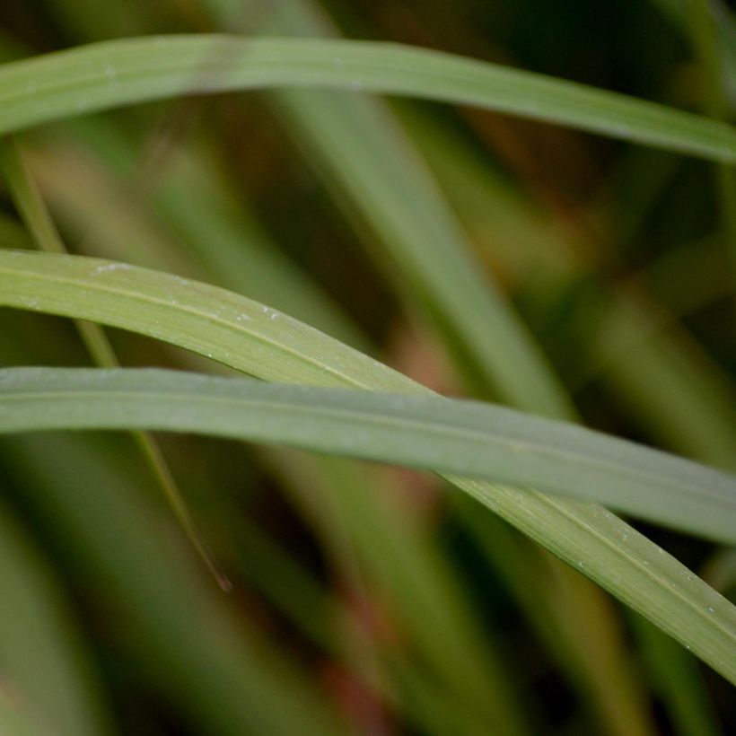 Calamagrostis brachytricha - Feather Reed Grass (Foliage)