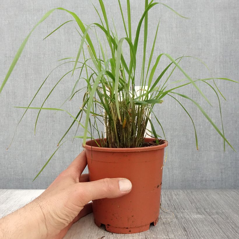 Calamagrostis brachytricha - Feather Reed Grass sample as delivered in spring