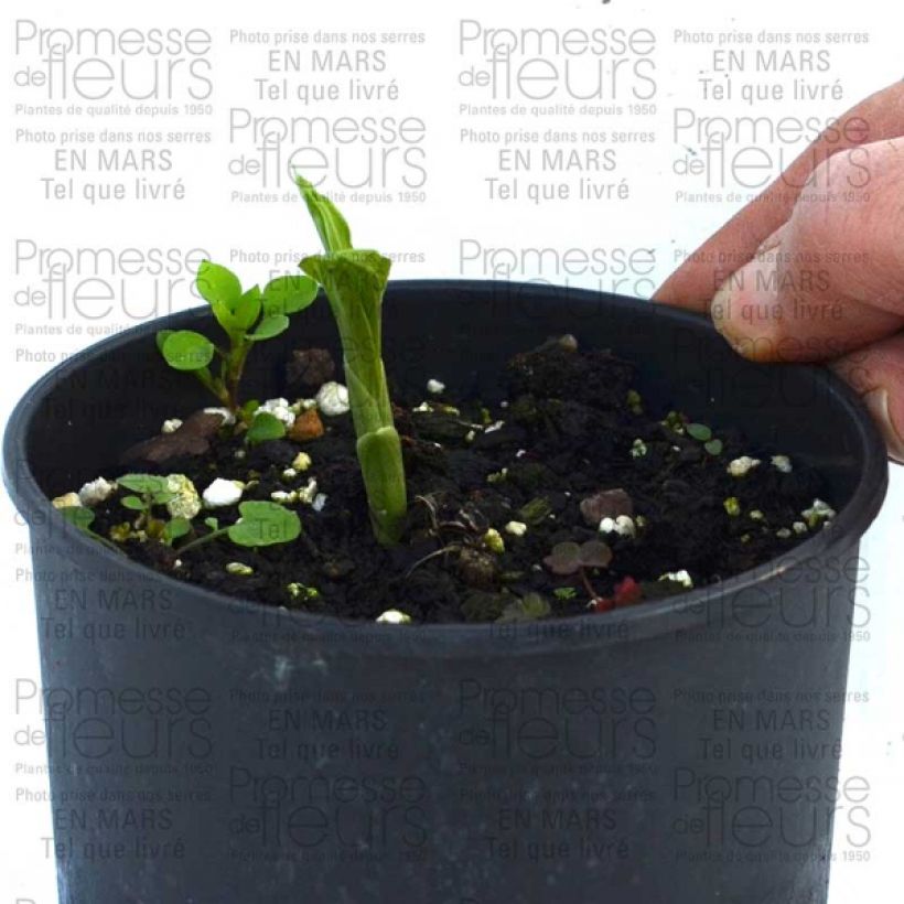 Example of Calanthe discolor - Garden orchid Bulb size I specimen as delivered