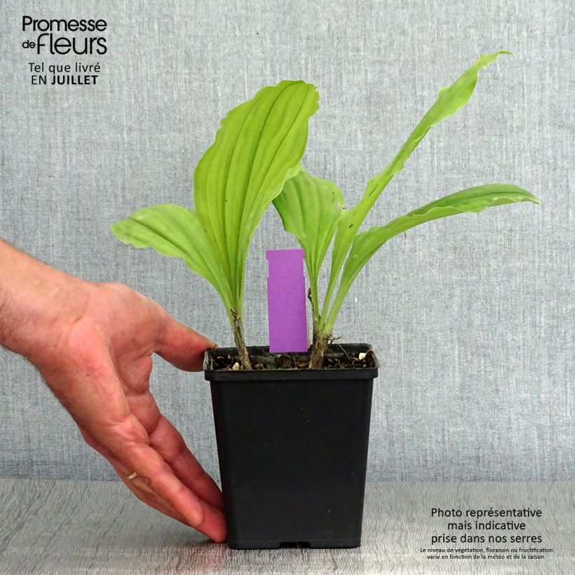 Calanthe Olive Green - Garden orchid 1.5L/2L pot sample as delivered in summer