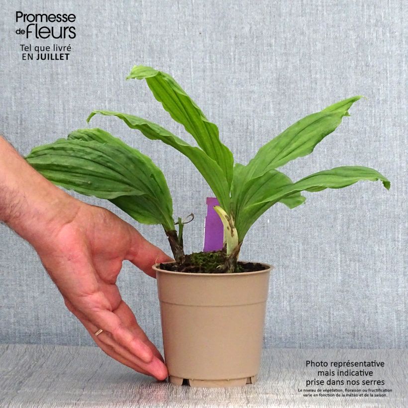 Calanthe Pink & Cream - Garden orchid 1.5L/2L pot sample as delivered in summer