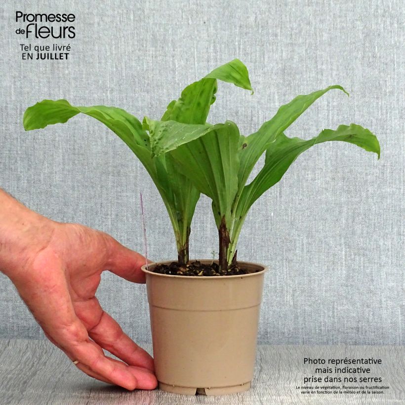 Calanthe Red Sunset - Garden orchid 1L/1.5L pot sample as delivered in summer