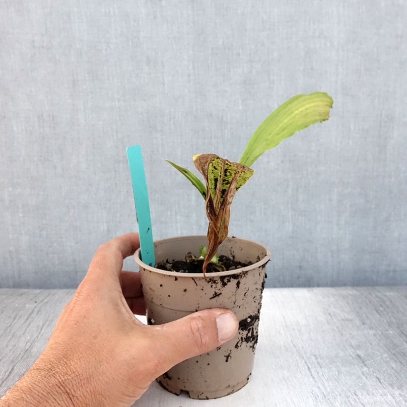 Calanthe tricarinata - Garden orchid 1L/1.5L pot size I sample as delivered in summer