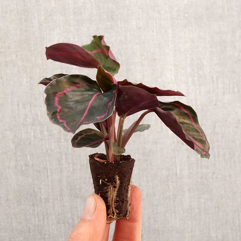 Calathea roseopicta Dottie - Rose-painted calathea, peacock plant Mini-plante sample as delivered in spring