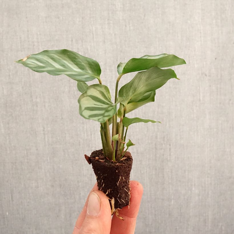 Calathea concinna Freddie - Plante paon, Calathéa Plug plant 3/4cm sample as delivered in spring