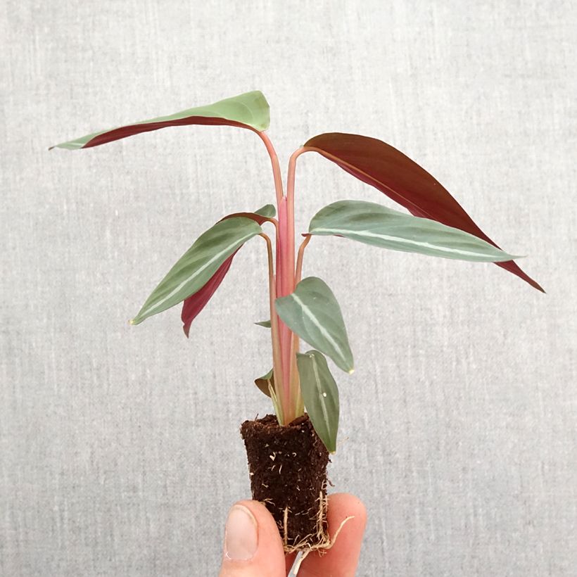 Calathea sanguinea - Stromanthe 'Triostar' - Calathea 'Triostar' - Variegated Bloody Stromanthe 'Triostar' Plug plant 3/4cm sample as delivered in spring