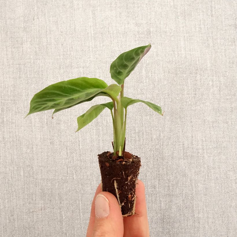 Calathea warscewiczii - Jungle velvet Mini-plante sample as delivered in spring