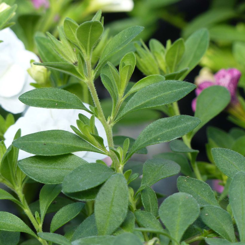 Calibrachoa Can-Can Rosies Pink Vein - Double Mini Petunia (Foliage)