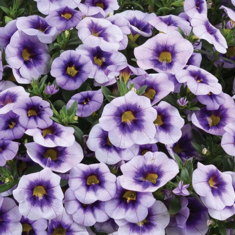 Calibrachoa Eyeconic Purple - Mini-Petunia (Flowering)