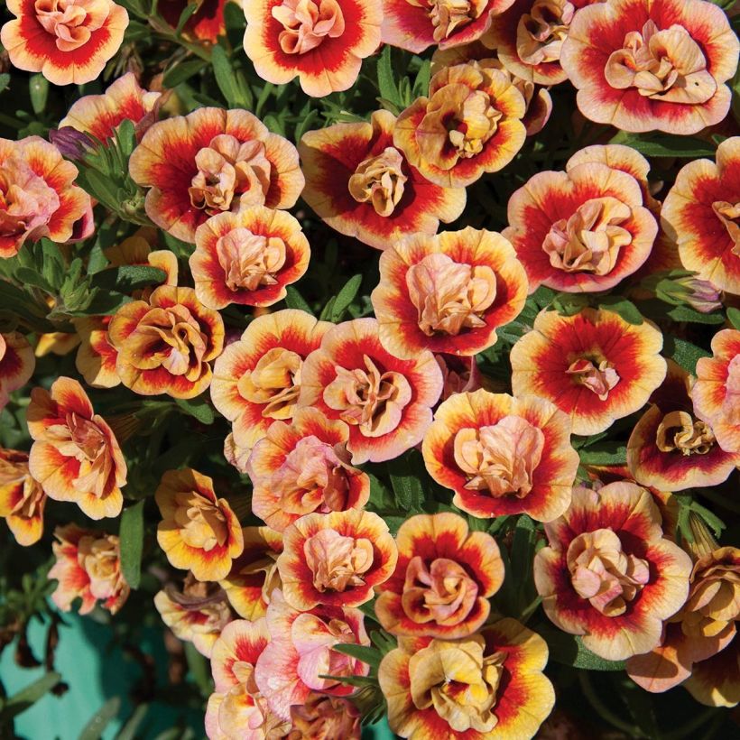 Calibrachoa Neo Double OrangeTastic - Mini-Petunia (Flowering)