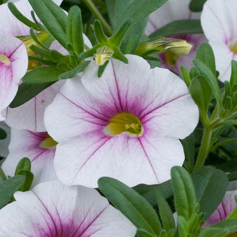 Calibrachoa hybrida Noa Almond Blossom (Flowering)