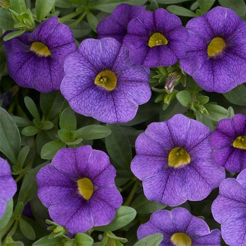 Calibrachoa Superbells Unique Blue Violet - Mini-Petunia (Flowering)