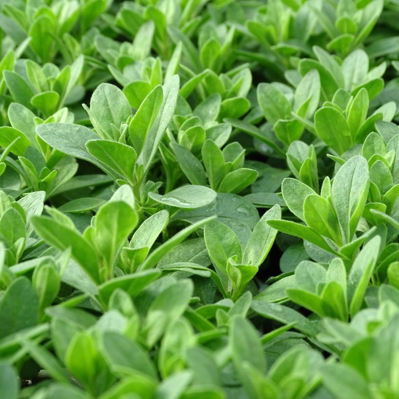 Calibrachoa Noa Bubblegum - Mini-Petunia (Foliage)