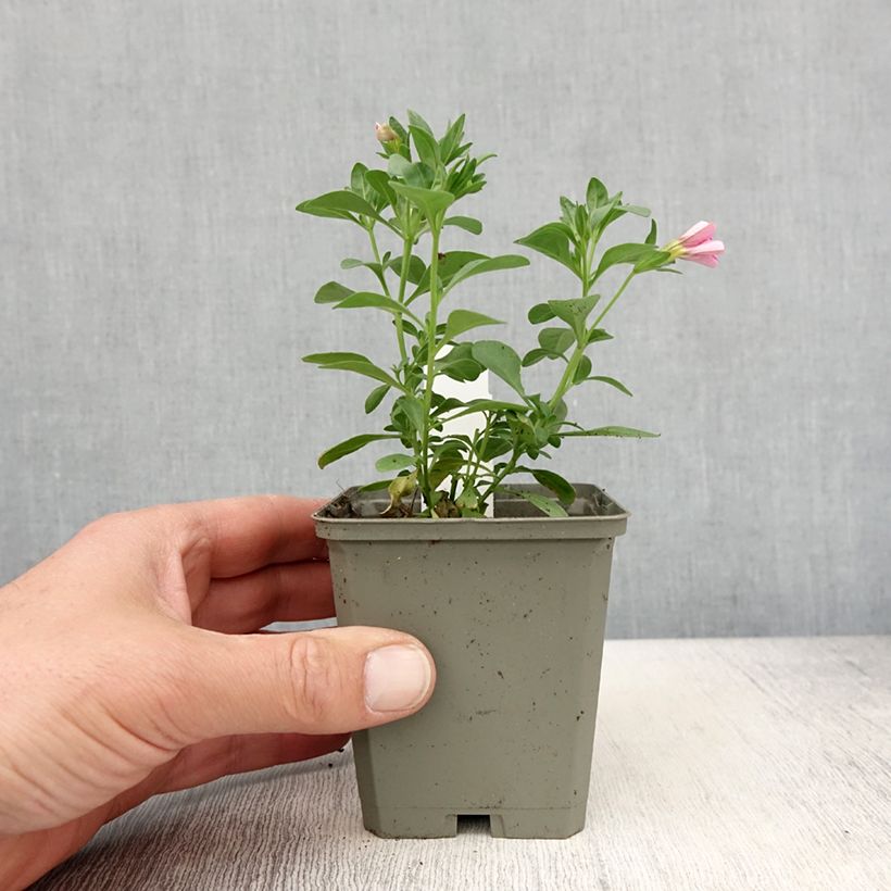 Calibrachoa Noa Bubblegum - Mini-Petunia sample as delivered in spring