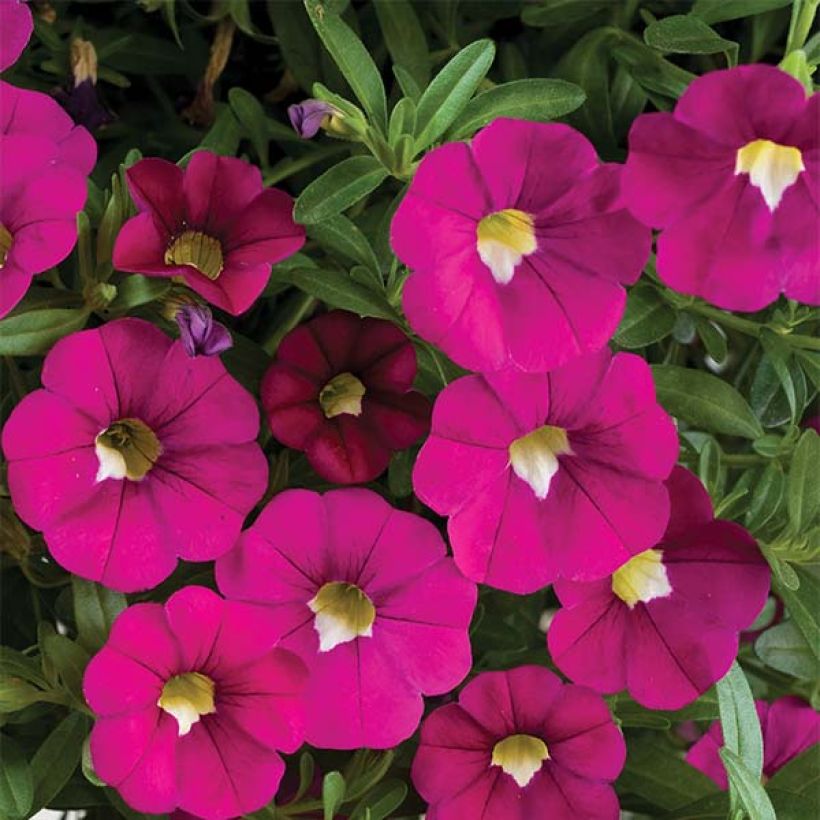 Calibrachoa Noa Dark Pink Carnival - Mini-Petunia (Flowering)