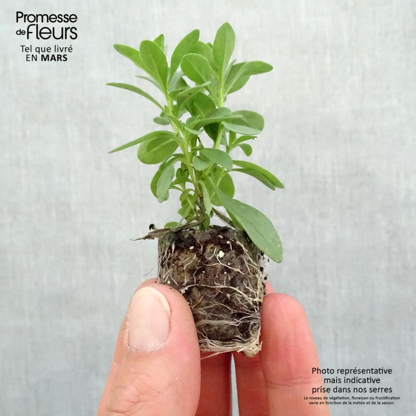 Calibrachoa Superbells Double Redstone - Mini-Petunia sample as delivered in spring