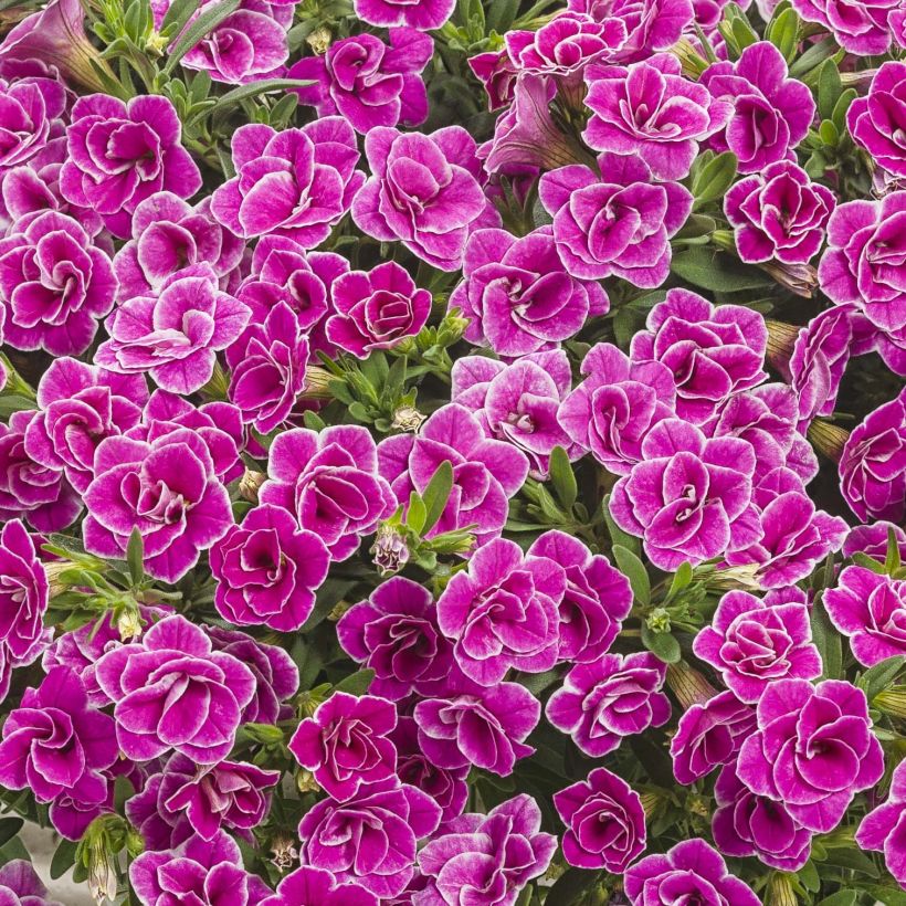 Calibrachoa Superbells Sweet Love - Mini-Petunia (Flowering)