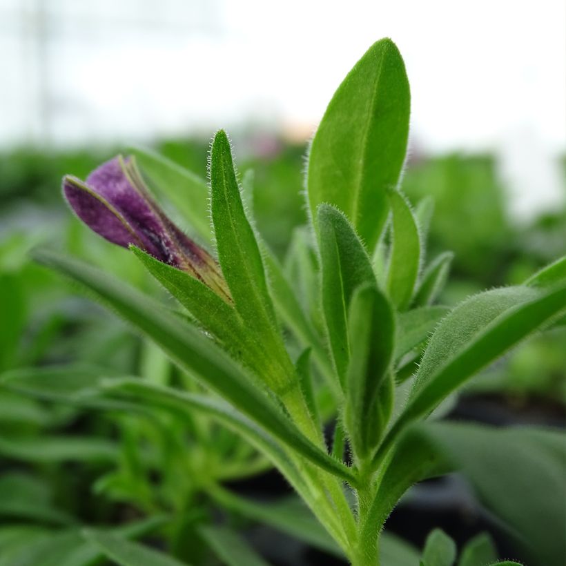 Calibrachoa Superbells Unique Blue Violet - Mini-Petunia (Foliage)