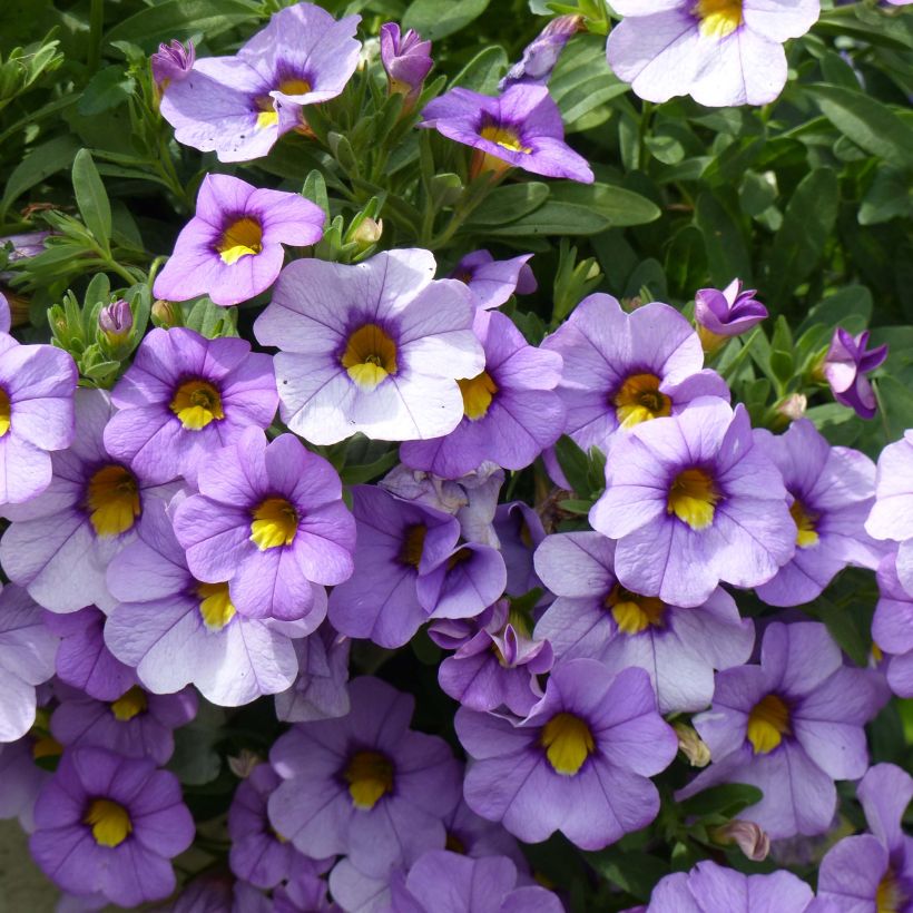 Calibrachoa Superbells Unique Lavender - Mini-Petunia (Flowering)