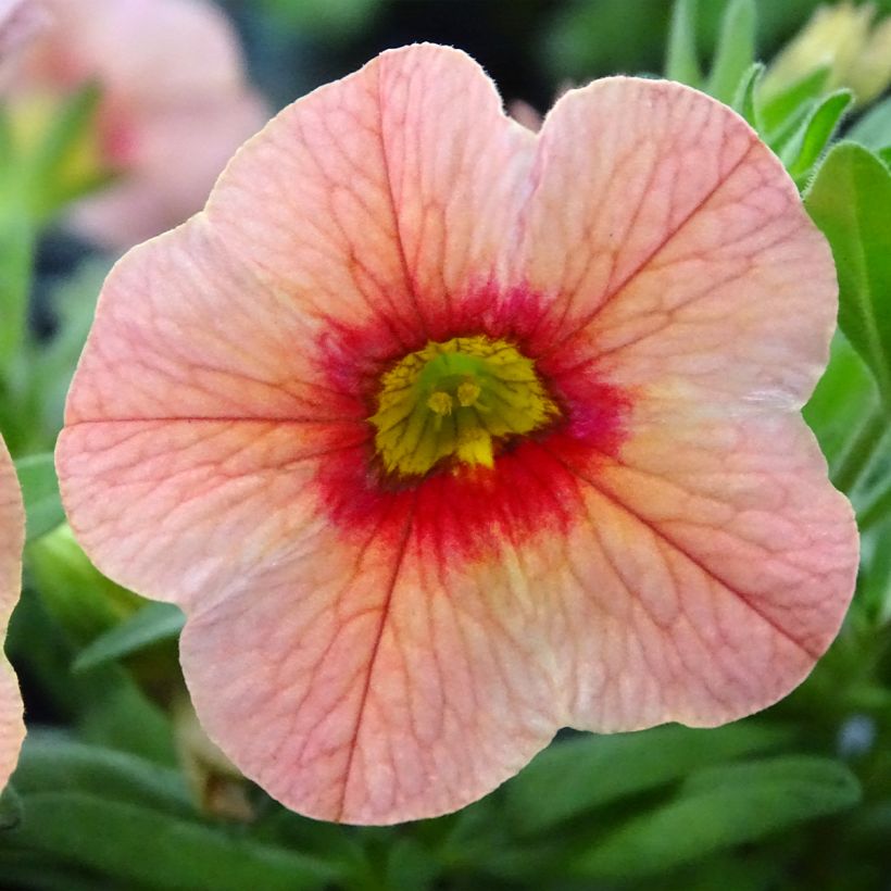 Calibrachoa Superbells Unique Mango Punch - Mini-Petunia (Flowering)