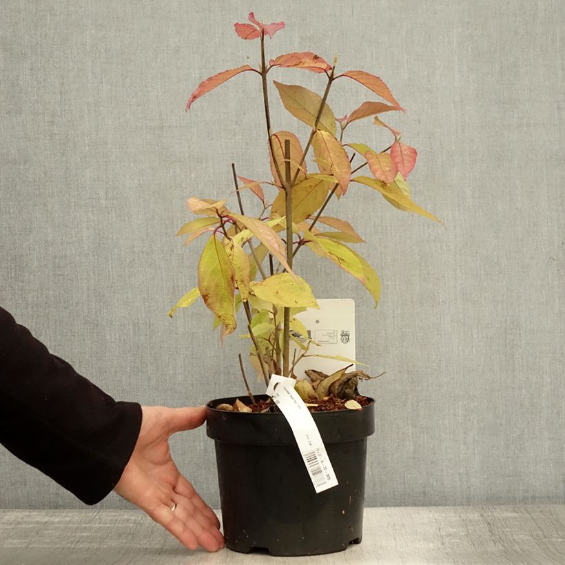 Callicarpa bodinieri Imperial Pearl 3L/4L pot sample as delivered in autumn