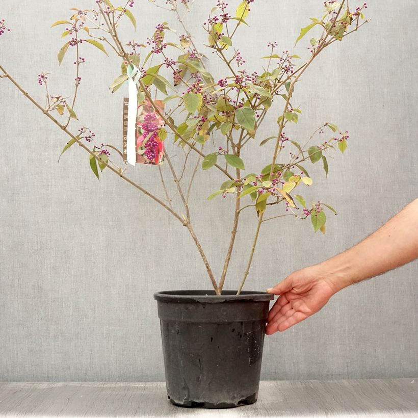 Callicarpa bodinieri Imperial Pearl 7.5L/10L pot sample as delivered in summer
