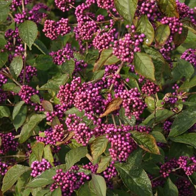 Callicarpa bodinieri var. giraldii Profusion (Flowering)