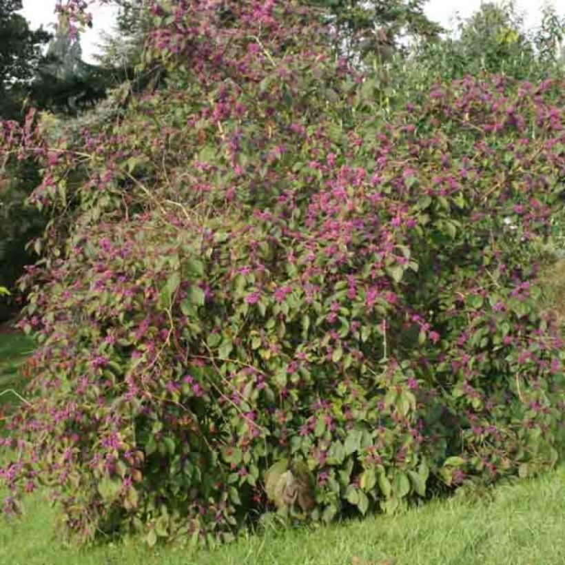 Callicarpa bodinieri var. giraldii Profusion (Plant habit)